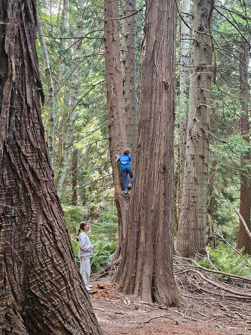 A girl watches her friend climb a giant tree in the forest at Camp Orkila on a trip sponsored by Anacortes Schools Foundation.